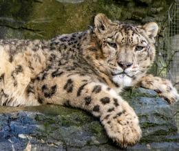 Close-Up Photo of Snow Leopard laying on Rock