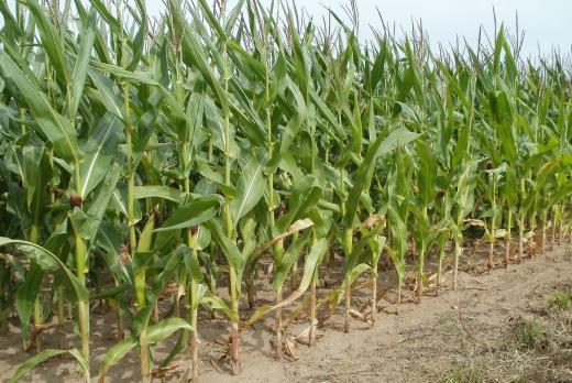 crops growing